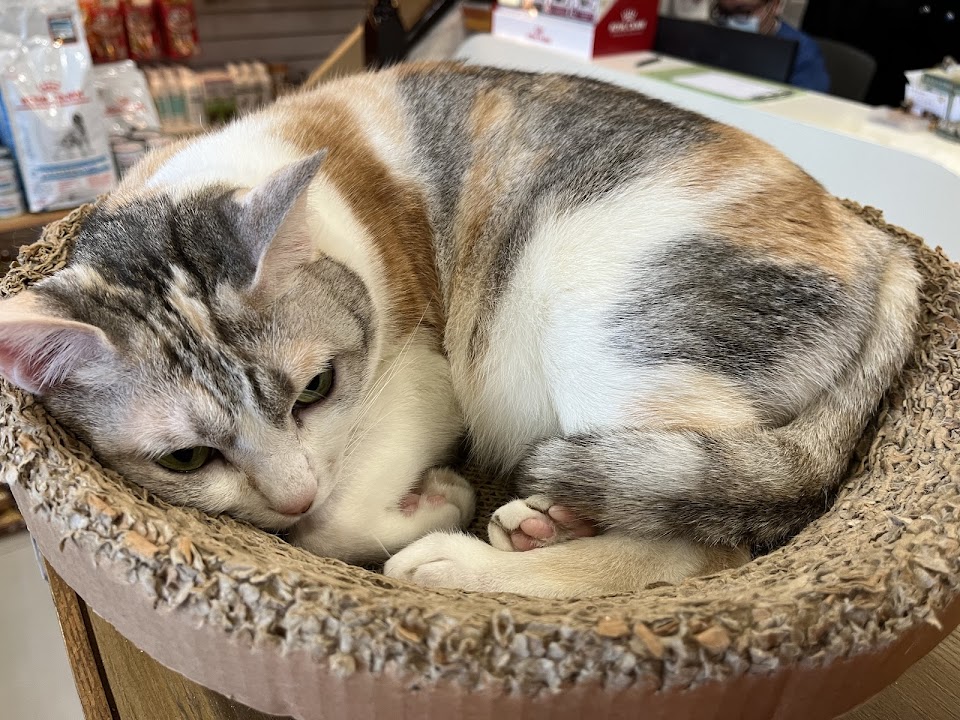 聖安動物醫院