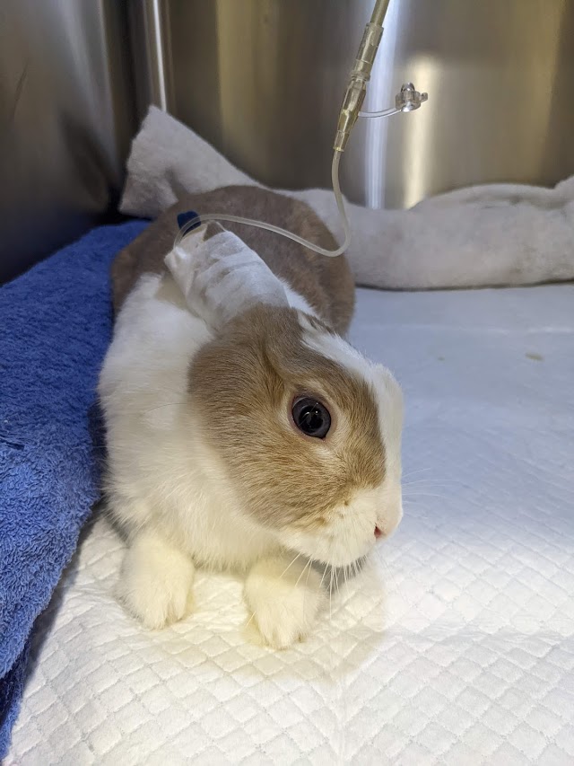 廣喬動物醫院