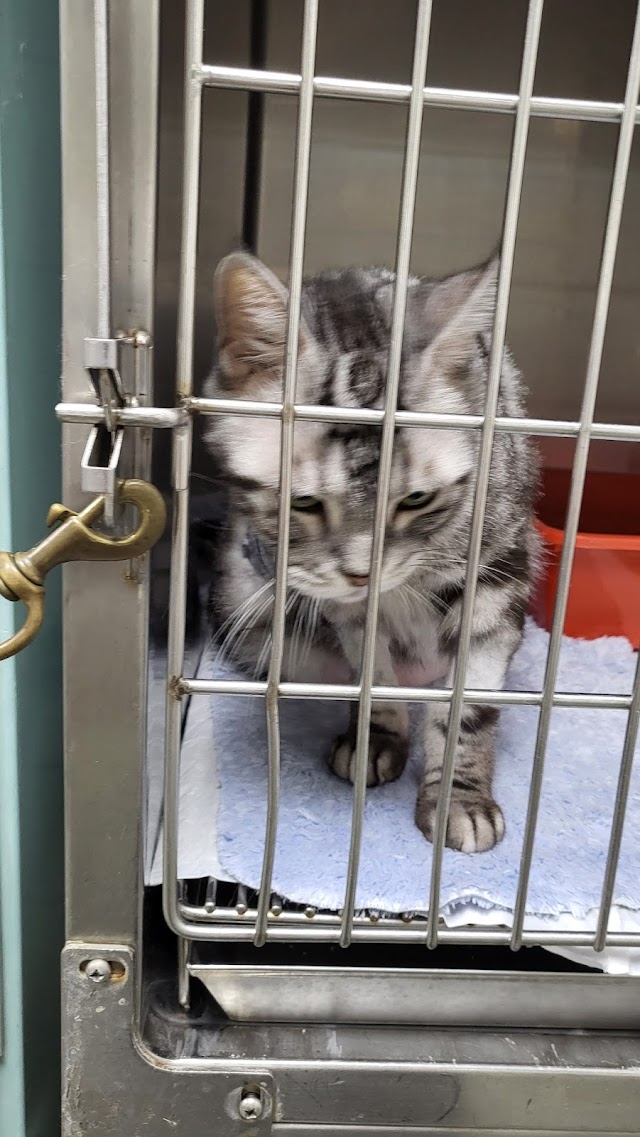 仁愛動物醫院