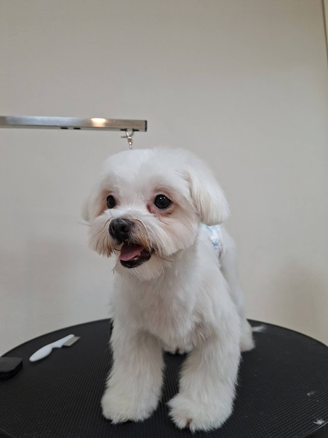 犬浴精緻美容｜寵物美容 •洗澡