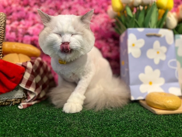 菲菲寵物美容