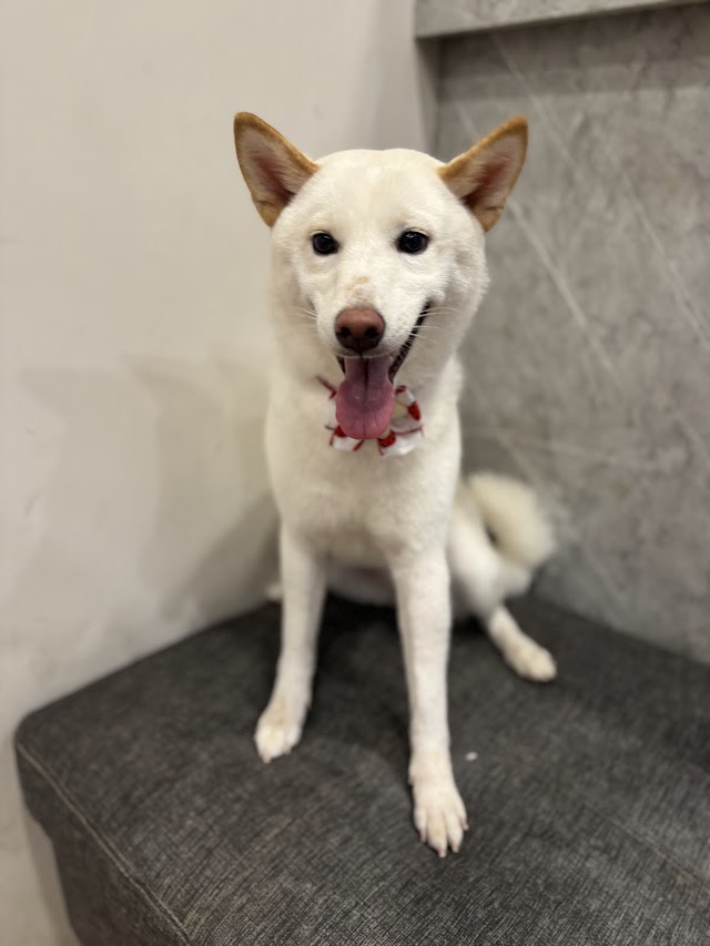 小犬時光。寵物美容