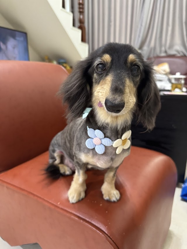 寵尼 pet grooming-基隆寵物美容 基隆洗貓 基隆洗狗