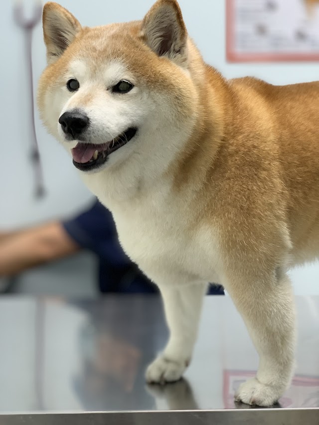 白毛動物醫院