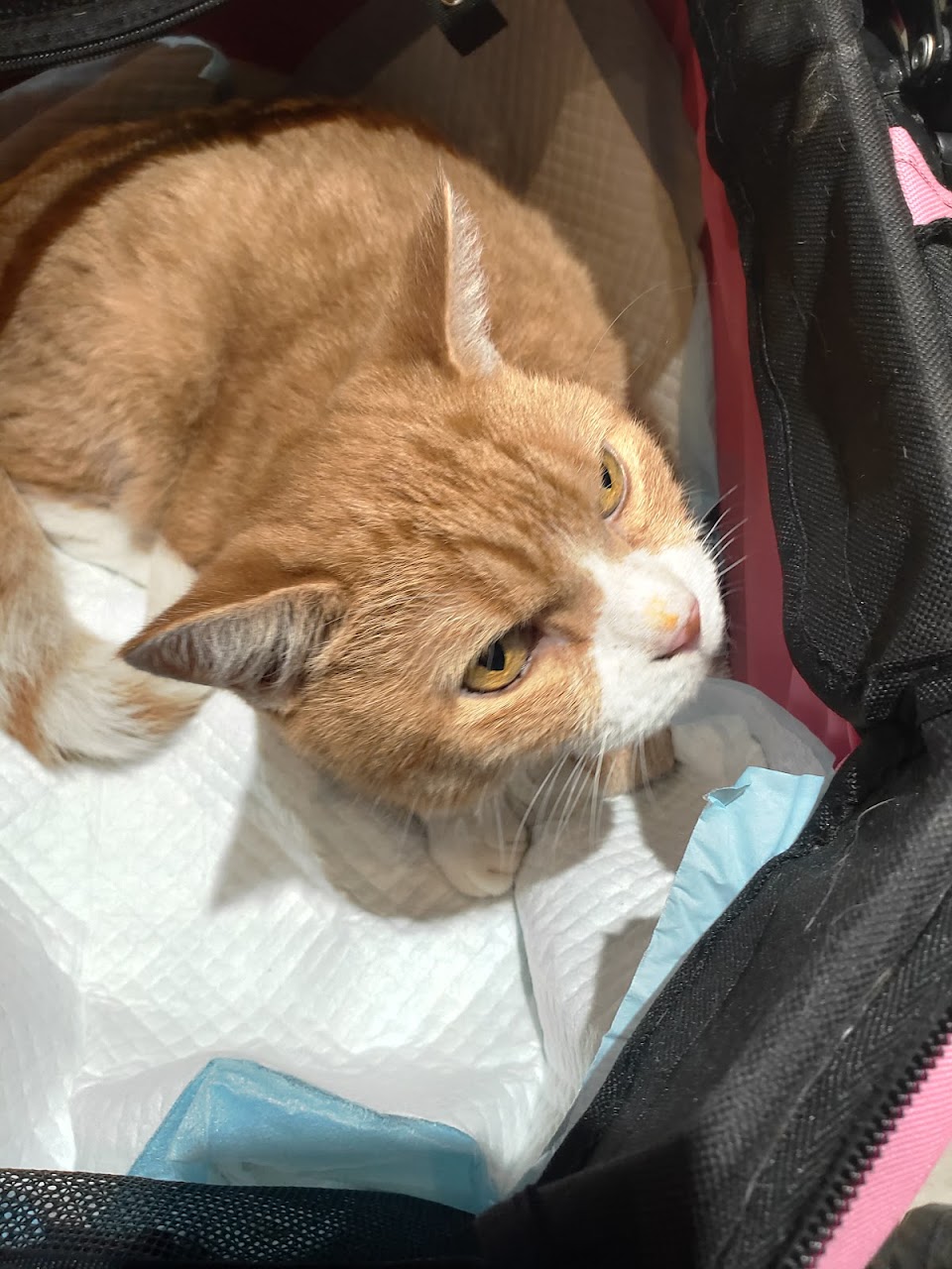 全國動物醫院 台中總院 照片