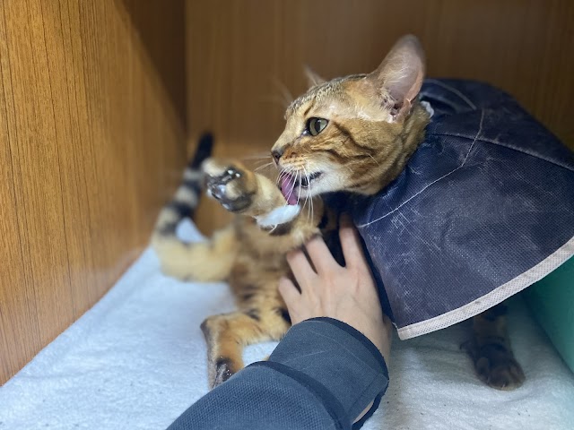 綠樁動物醫院（全預約制、無美容服務）
