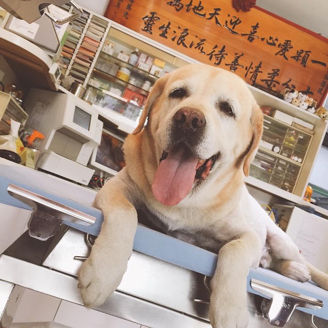愛心動物醫院(台北市)