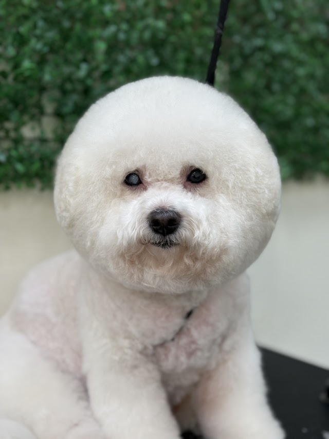 阿姨家寵物美容
