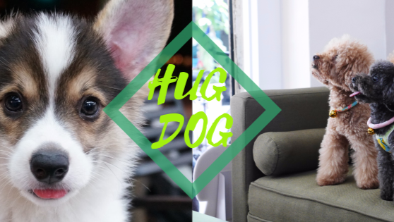 Hug Dog 抱抱狗寵物美容&SPA