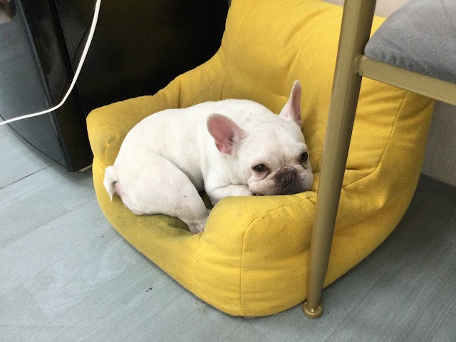 沐光寵物美容