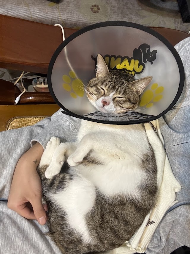 健生動物醫院