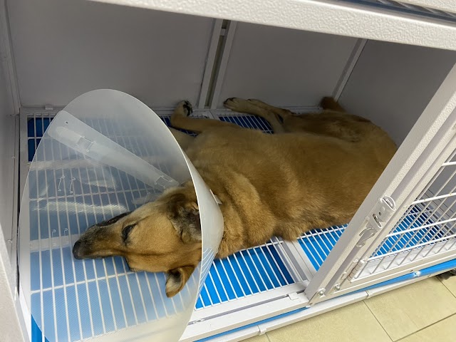 中華動物醫院