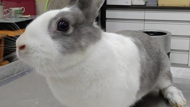 凱旋動物醫院 24小時急診 (貓 狗 鼠 兔子 鳥)—鸚鵡 倉鼠 天竺鼠 刺蝟 蜜袋鼯 烏龜 龍貓 守宮 -鳥醫院-鼠醫院-兔子醫院