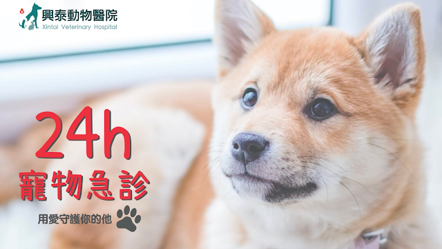 興泰動物醫院 24hr急診重症中心