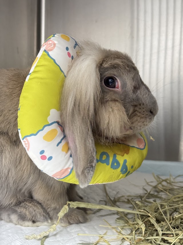 飛躍動物醫院(週日公休/預約制)