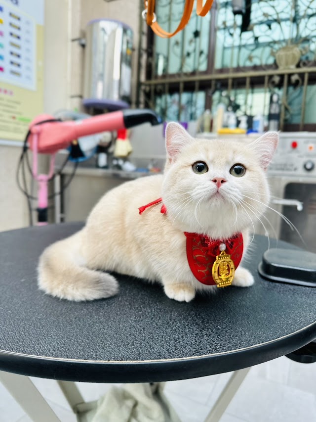 蓁蓁寵物美容