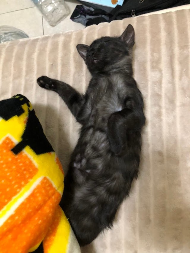 金門同伴動物醫院