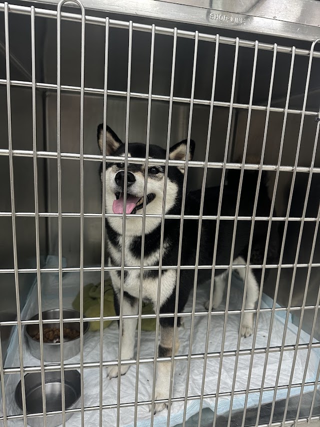 左岸動物醫院內視鏡微創手術中心