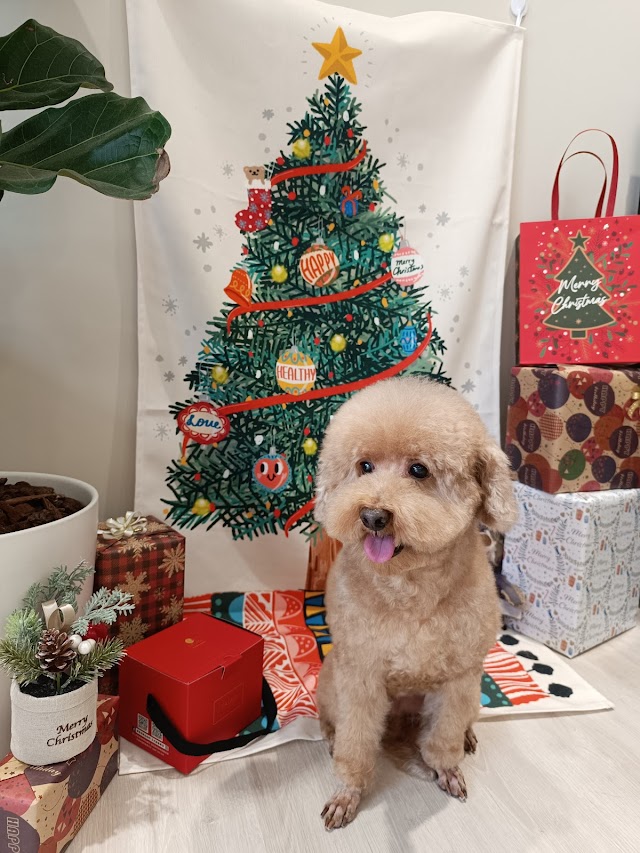 沐星寵物美容