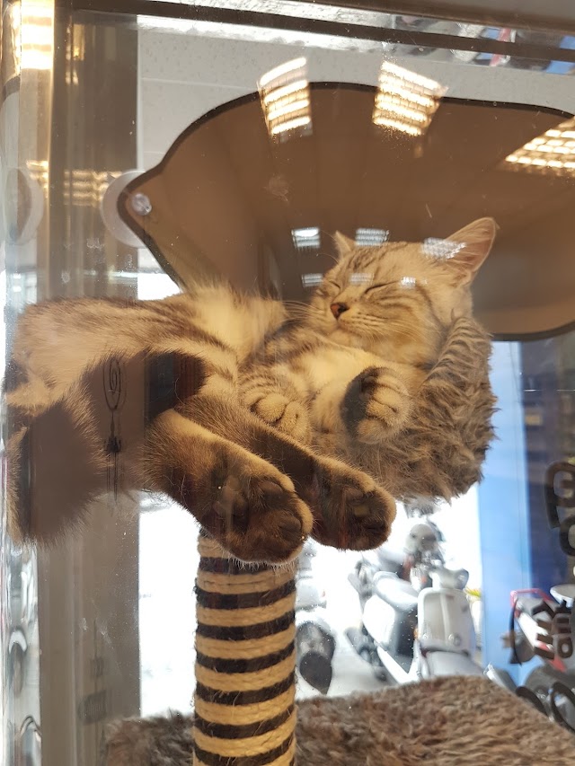 大心動物醫院