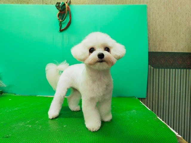 台南 黛比犬貓專業剪藝＆CFA魔顏貓舍（寵物美容預約制）
