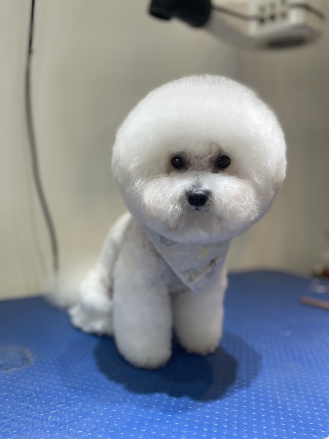 與毛小孩有約 寵物spa