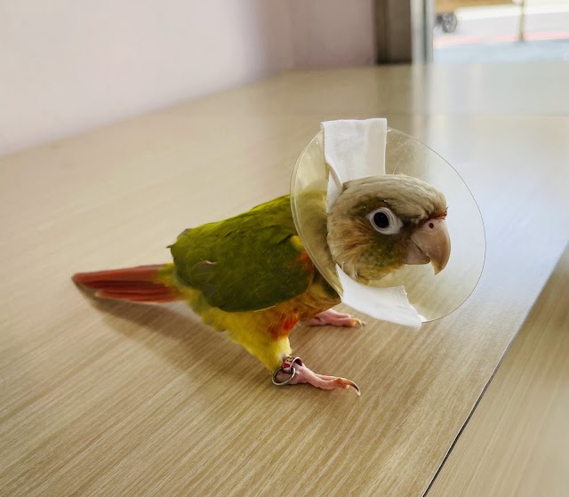 高生動物醫院｜內科｜外科｜心臟科｜腹膜炎治療醫院