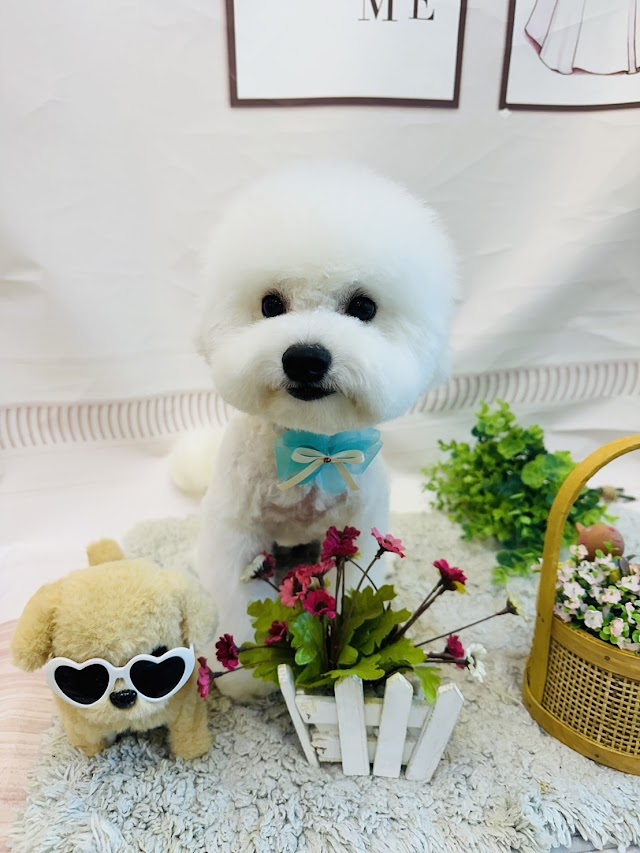 奢華寶貝寵物美學苑