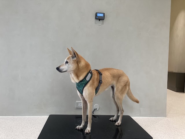 波羅動物醫院｜台南犬貓及特寵專科｜犬貓牙科 兔子 倉鼠 天竺鼠 貂 刺蝟 烏龜 爬蟲 急診