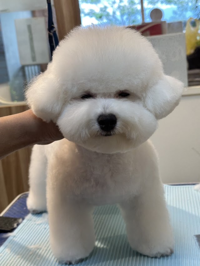 狗狗先生寵物沙龍｜美容教學宜蘭寵物美容