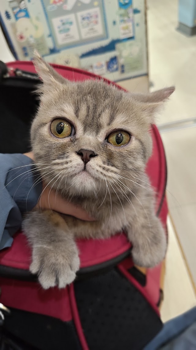 諾亞動物醫院