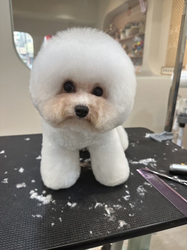 沐與寵物美學比熊犬舍
