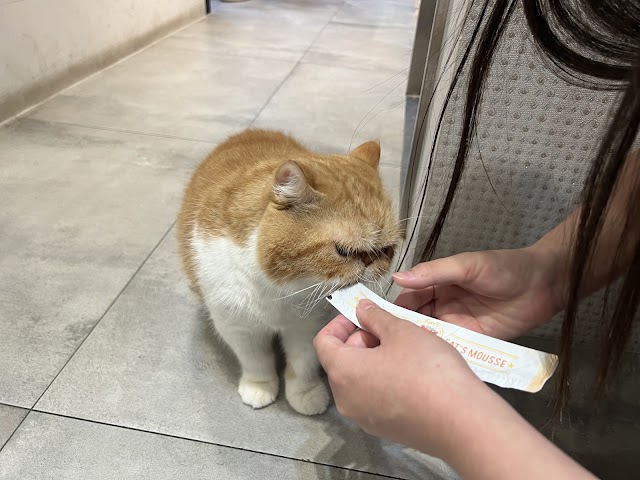 淇寶寶動物醫院