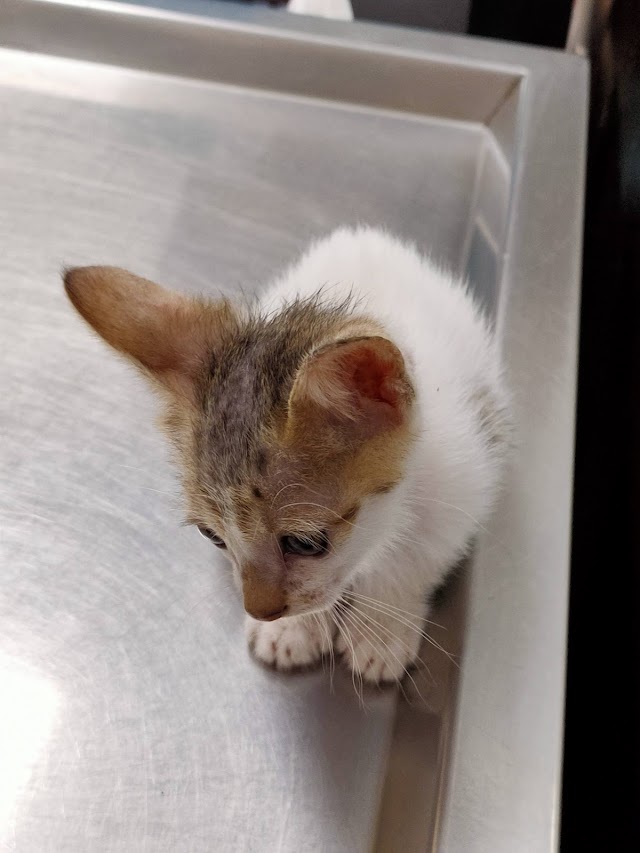 心愛動物醫院(營業時間依FB專頁公告為主)