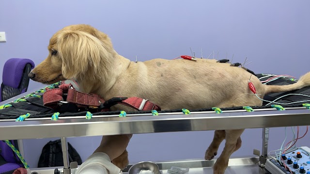 品家動物醫院｜台中北屯區動物醫院推薦 中獸醫 針灸 健檢 特寵科 預防針 家醫科 高壓氧 一般犬貓內外科 到府服務(週五公休)
